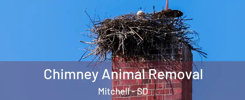  Chimney Animal Removal Mitchell - SD