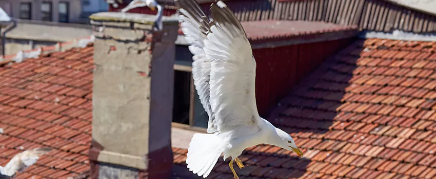Residential Chimney Animal Removal Solution in Mitchell, SD