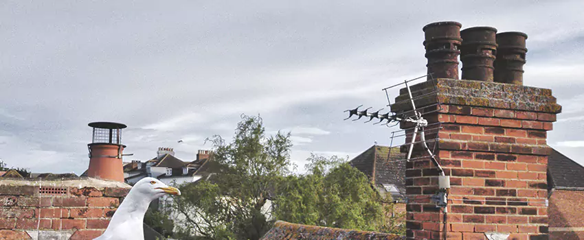Chimney Cleaning And Restoration in Mitchell, South Dakota